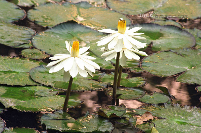 无人,植物园,横图,俯视,室外,白天,纯洁,美景,莲花,叶子,西双版纳,中国,亚洲,阴影,盛开,光线,影子,景观,荷叶,花蕾,云南,花,花瓣,花朵,鲜花,阳光,自然,花苞,花蕊,景色,富贵,神圣,自然风光,东亚,纯净,西双版纳州,云南省,中华人民共和国,西南地区,莲叶,六月花神,正直,滇,西双版纳傣族自治州,鞭蕖,鞭蓉,芙蕖,菡萏,荷花,六月春,藕花,水旦,水芙蓉,水华,水芸,溪客,叶,叶片,彩图,高角度拍摄,版纳植物园,勐腊县,勐仑植物园,中国科学院西双版纳热带植物园,shzwj1