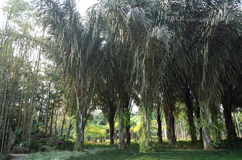 无人,横图,室外,白天,仰视,旅游,度假,草地,草坪,美景,树林,植物,西双版纳,中国,亚洲,阴影,光线,影子,景观,娱乐,云南,草,树,树木,绿色,阳光,自然,享受,休闲,景色,放松,生长,成长,自然风光,东亚,傣族园,西双版纳州,云南省,中华人民共和国,西南地区,滇,西双版纳傣族自治州,彩图,低角度拍摄,西双版纳傣族园,橄榄坝,shzwj1