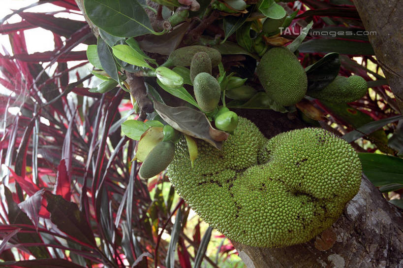 无人,横图,室外,特写,白天,正面,旅游,度假,美景,植物,水果,叶子,西双版纳,中国,亚洲,新鲜,景观,生食,食品,果实,果树,绿叶,娱乐,云南,树,树木,食物,绿色,自然,享受,休闲,嫩叶,景色,放松,有机食品,绿色食品,生长,成长,自然风光,东亚,傣族园,西双版纳州,云南省,中华人民共和国,西南地区,滇,西双版纳傣族自治州,叶,叶片,彩图,西双版纳傣族园,橄榄坝,shzwj1