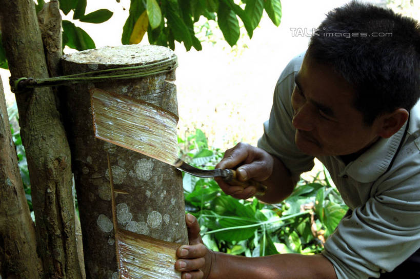 东方人,一个人,站,横图,室外,白天,侧面,旅游,度假,美景,植物,叶子,西双版纳,中国,亚洲,仅一个男性,仅一个人,握,服装,纹理,景观,绿叶,树桩,拿,拿着,注视,休闲装,黄种人,娱乐,云南,树,树干,仅一个年轻男性,衣服,绿色,自然,观察,看,站着,享受,休闲,休闲服,嫩叶,木桩,景色,放松,握着,服饰,观看,察看,关注,自然风光,东亚,傣族园,西双版纳州,云南省,肌理,中华人民共和国,西南地区,滇,西双版纳傣族自治州,男人,男性,年轻男性,亚洲人,叶,叶片,叶脉,站立,半身,彩图,西双版纳傣族园,橄榄坝,shzwj1