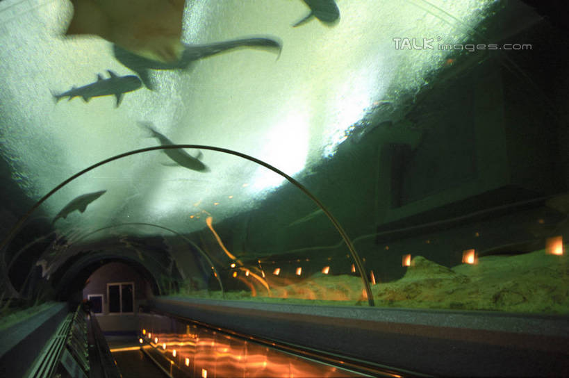 游泳,无人,横图,室内,白天,正面,度假,美景,城市风光,城市,香港,中国,亚洲,许多,表演,阴影,光线,鱼,影子,景观,灯光,很多,注视,娱乐,鱼类,海洋生物,水族馆,观察,看,享受,休闲,展示,景色,放松,海底世界,观看,展览,港,察看,饲养,关注,水生动物,水生物,东亚,海底动物,收集,香港岛,香港特别行政区,港澳台,中华人民共和国,泅水,拍浮,极地海洋世界,港岛,彩图,黄竹坑,香港海洋公园,shzwj1