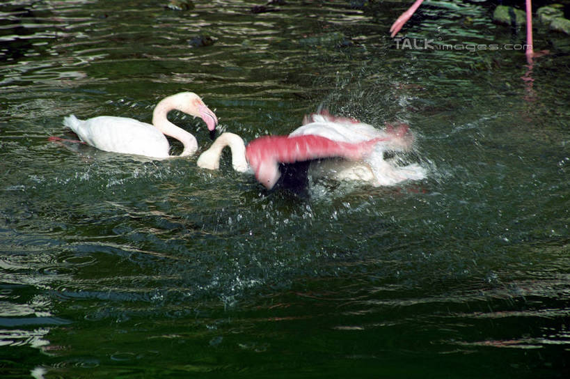 无人,横图,俯视,室外,白天,度假,湖,湖泊,美景,水,城市风光,城市,鸟,野生动物,天鹅,香港,中国,亚洲,阴影,波纹,飞溅,溅,光线,鸟类,液体,影子,湖面,景观,水滴,水流,水面,涟漪,娱乐,水珠,倒影,水纹,阳光,动物,波浪,湖水,两只,享受,休闲,景色,放松,可爱,港,倒映,喷洒,东亚,香港岛,香港特别行政区,港澳台,中华人民共和国,水晕,反照,港岛,鹄,彩图,高角度拍摄,全身,黄竹坑,香港海洋公园,shzwj1