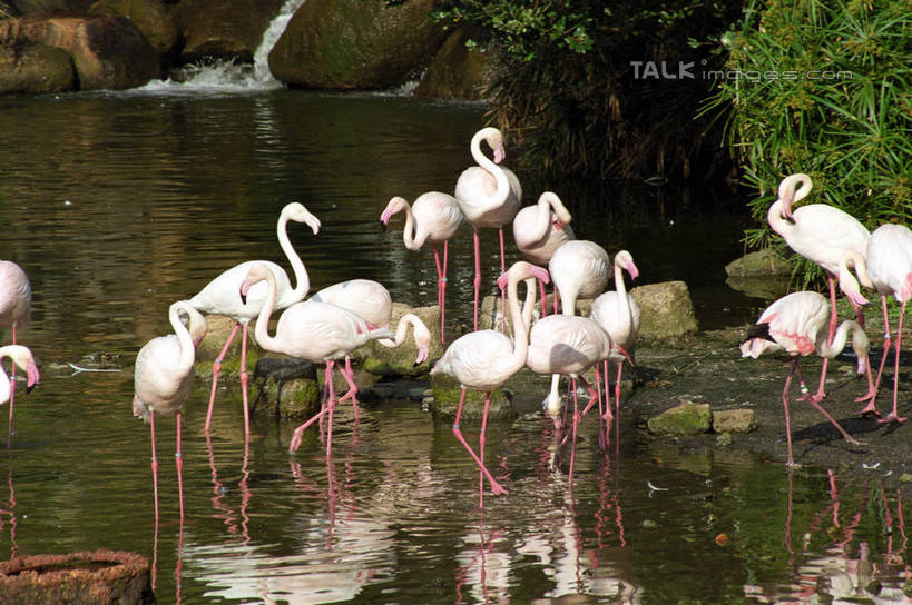 无人,站,横图,室外,白天,侧面,度假,湖,湖泊,石头,美景,水,植物,城市风光,城市,丹顶鹤,香港,中国,亚洲,许多,阴影,波纹,光线,鹤,石子,影子,湖面,景观,水流,水面,涟漪,很多,注视,娱乐,树,树木,绿色,倒影,水纹,阳光,自然,波浪,湖水,观察,看,站着,享受,休闲,景色,放松,生长,成长,观看,吉祥,港,察看,倒映,高雅,关注,东亚,香港岛,香港特别行政区,港澳台,中华人民共和国,水晕,长寿,鴜鷜,忠贞,反照,港岛,石块,仙鹤,站立,半身,彩图,黄竹坑,香港海洋公园,shzwj1