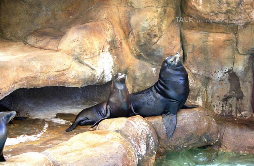 无人,横图,室外,白天,侧面,度假,石头,美景,城市风光,城市,哺乳动物,海狮,野生动物,澳大利亚,石子,池塘,景观,水池,注视,娱乐,动物,观察,看,趴着,两只,享受,休闲,景色,放松,可爱,活泼,观看,察看,关注,大洋洲,澳洲,黄金海岸,昆士兰州,南方大陆,澳大利亚联邦,昆士兰,澳大利亚黄金海岸,石块,趴,半身,彩图,shzwj1