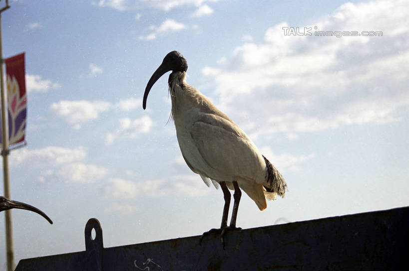 无人,站,横图,室外,白天,仰视,旅游,度假,美景,鸟,澳大利亚,阴影,光线,鸟类,影子,景观,云,云朵,云彩,注视,娱乐,一只,蓝色,白云,蓝天,天空,阳光,自然,天,观察,看,站着,享受,休闲,景色,放松,晴朗,观看,察看,关注,自然风光,大洋洲,澳洲,黄金海岸,昆士兰州,南方大陆,澳大利亚联邦,昆士兰,澳大利亚黄金海岸,晴空,站立,彩图,低角度拍摄,全身,shzwj1