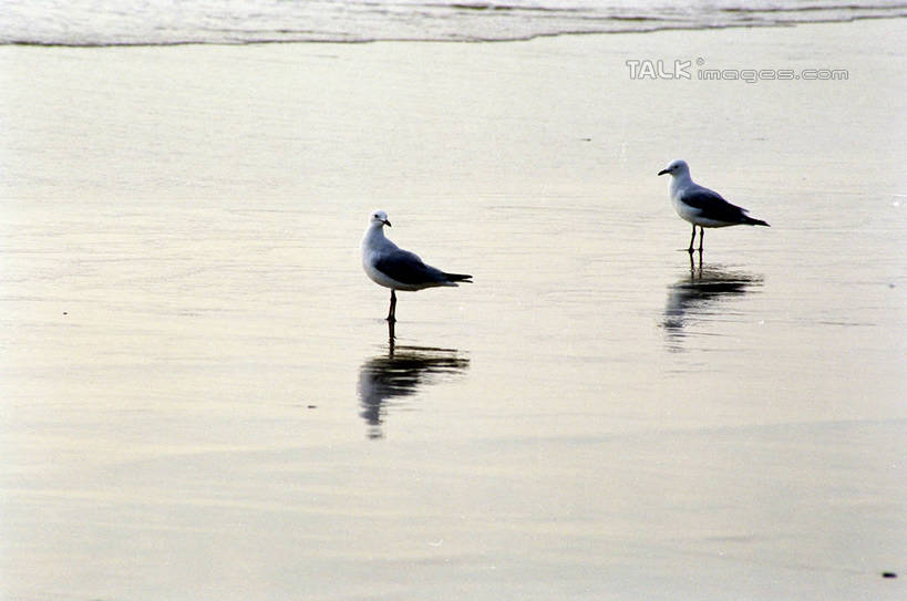 无人,站,横图,俯视,室外,白天,旅游,度假,海浪,海洋,美景,沙滩,海鸟,海鸥,鸟,澳大利亚,阴影,光线,鸟类,沙子,影子,海岸,景观,浪花,沙地,注视,娱乐,倒影,阳光,自然,海水,观察,看,站着,两只,享受,休闲,景色,放松,观看,察看,倒映,关注,自然风光,大洋洲,澳洲,海景,黄金海岸,昆士兰州,南方大陆,澳大利亚联邦,昆士兰,反照,澳大利亚黄金海岸,大海,风浪,海,海水的波动,海滩,近岸浪,涌浪,站立,彩图,高角度拍摄,全身,shzwj1