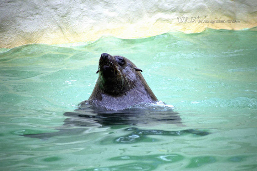 游泳,无人,横图,室外,白天,正面,美景,水,哺乳动物,海豹,野生动物,澳大利亚,液体,池塘,景观,水池,水滴,注视,一只,自然,动物,观察,看,景色,可爱,活泼,观看,察看,关注,自然风光,大洋洲,悉尼,澳洲,南方大陆,首府,澳大利亚联邦,雪梨,泅水,新州,新南威尔士,新南威尔士州,拍浮,半身,彩图,悉尼野生动物园,shzwj1