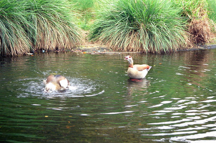 游泳,无人,横图,室外,白天,正面,草地,河流,美景,水,植物,鸟,澳大利亚,波纹,飞溅,溅,鸟类,鸭,液体,河水,景观,水滴,水流,涟漪,注视,家禽,水珠,草,绿色,倒影,水纹,自然,动物,波浪,观察,看,两只,景色,牲畜,观看,察看,倒映,关注,喷洒,自然风光,大洋洲,悉尼,澳洲,南方大陆,首府,水晕,澳大利亚联邦,雪梨,泅水,新州,新南威尔士,新南威尔士州,反照,拍浮,彩图,全身,悉尼野生动物园,shzwj1