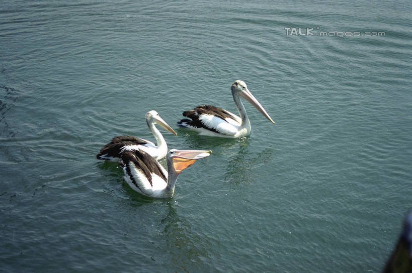 游泳,无人,横图,俯视,室外,白天,湖,湖泊,美景,水,澳大利亚,三只,阴影,波纹,光线,影子,湖面,景观,水流,水面,涟漪,注视,倒影,水纹,阳光,自然,容器,波浪,湖水,观察,看,景色,观看,察看,倒映,关注,自然风光,大洋洲,悉尼,澳洲,南方大陆,首府,水晕,澳大利亚联邦,雪梨,泅水,新州,舀子,水瓢,新南威尔士,新南威尔士州,反照,拍浮,彩图,高角度拍摄,全身,shzwj1