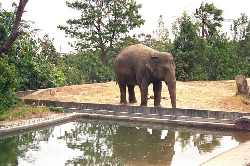 无人,站,横图,室外,白天,侧面,美景,树林,植物,哺乳动物,大象,野生动物,澳大利亚,阴影,枯萎,光线,影子,池塘,景观,水池,枯草,注视,草,树,树木,一只,黄色,绿色,倒影,阳光,自然,动物,观察,看,站着,景色,生长,成长,观看,察看,倒映,关注,自然风光,大洋洲,悉尼,澳洲,南方大陆,首府,澳大利亚联邦,雪梨,新州,新南威尔士,新南威尔士州,反照,象,站立,彩图,全身,悉尼野生动物园,shzwj1
