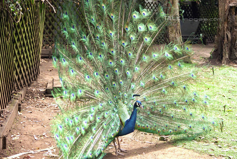 无人,栏杆,站,横图,室外,白天,侧面,美景,孔雀,鸟,野生动物,澳大利亚,鲜艳,鸟类,栅栏,景观,篱笆,围栏,美丽,注视,漂亮,护栏,自然,动物,观察,看,站着,景色,可爱,活泼,观看,保护,吉祥,察看,优美,关注,自然风光,华贵,善良,大洋洲,悉尼,防御,澳洲,艳丽,孔雀开屏,南方大陆,首府,澳大利亚联邦,雪梨,新州,越鸟,百鸟之王,示威,新南威尔士,新南威尔士州,斑斓,瑰丽,娇艳,锦绣,奇丽,求偶,站立,半身,彩图,悉尼野生动物园,shzwj1