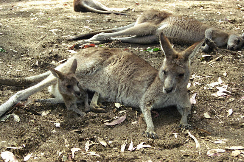 无人,躺,横图,室外,白天,正面,美景,袋鼠,野生动物,澳大利亚,三只,阴影,光线,影子,景观,注视,阳光,自然,动物,观察,看,景色,可爱,活泼,观看,察看,关注,自然风光,大洋洲,悉尼,澳洲,南方大陆,首府,育儿袋,澳大利亚联邦,雪梨,新州,新南威尔士,新南威尔士州,卧着,躺着,卧,半身,彩图,悉尼野生动物园,shzwj1