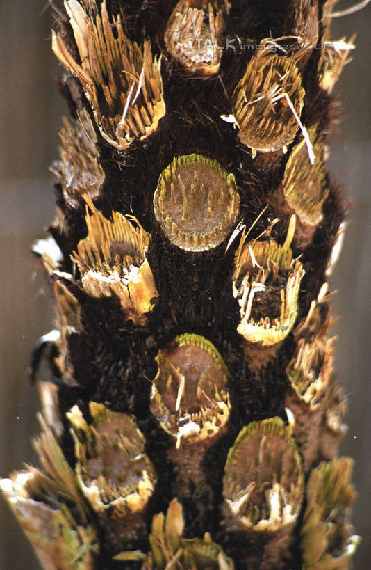 无人,竖图,室外,特写,白天,正面,美景,朦胧,模糊,盛开,景观,花蕾,花,花瓣,花朵,鲜花,自然,花苞,花蕊,景色,自然风光,彩图,shzwj1