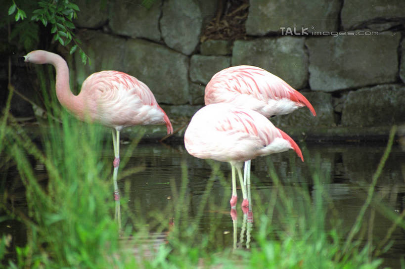 无人,站,横图,室外,白天,侧面,草地,石头,美景,植物,丹顶鹤,澳大利亚,三只,朦胧,模糊,鹤,石子,墙,景观,注视,墙壁,墙面,草,绿色,自然,观察,看,站着,景色,观看,吉祥,察看,高雅,关注,自然风光,大洋洲,悉尼,澳洲,南方大陆,首府,长寿,澳大利亚联邦,雪梨,鴜鷜,忠贞,新州,新南威尔士,新南威尔士州,石块,仙鹤,站立,彩图,全身,悉尼野生动物园,shzwj1