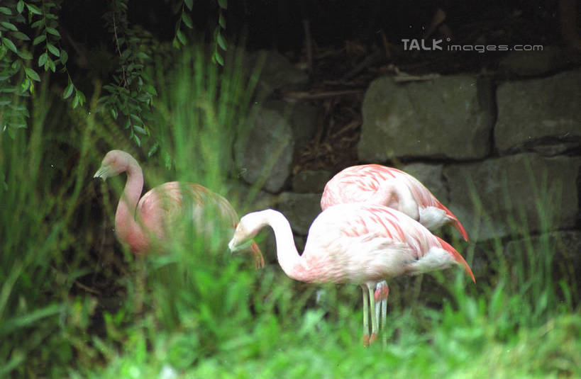 无人,站,横图,室外,白天,侧面,草地,石头,美景,植物,丹顶鹤,澳大利亚,三只,朦胧,模糊,鹤,石子,墙,景观,注视,墙壁,墙面,草,绿色,自然,观察,看,站着,景色,观看,吉祥,察看,高雅,关注,自然风光,大洋洲,悉尼,澳洲,南方大陆,首府,长寿,澳大利亚联邦,雪梨,鴜鷜,忠贞,新州,新南威尔士,新南威尔士州,石块,仙鹤,站立,彩图,全身,悉尼野生动物园,shzwj1