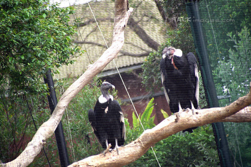 无人,站,横图,室外,白天,正面,美景,植物,鸟,野生动物,鹰,澳大利亚,鸟类,景观,树桩,扭头,注视,树,树干,树木,绿色,自然,动物,观察,看,站着,转头,两只,木桩,景色,生长,成长,观看,察看,关注,自然风光,大洋洲,悉尼,白头鹰,澳洲,凶猛,鸢,南方大陆,海雕,白头海雕,首府,澳大利亚联邦,雪梨,新州,美洲雕,新南威尔士,新南威尔士州,残暴,凶残,站立,彩图,全身,悉尼野生动物园,shzwj1