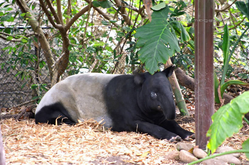 无人,横图,室外,白天,侧面,美景,植物,牛,澳大利亚,景观,注视,树,树木,一只,绿色,黑色,自然,动物,观察,看,趴着,家畜,景色,牲畜,生长,成长,观看,察看,关注,自然风光,大洋洲,悉尼,澳洲,南方大陆,首府,澳大利亚联邦,雪梨,新州,新南威尔士,新南威尔士州,趴,彩图,全身,悉尼野生动物园,shzwj1