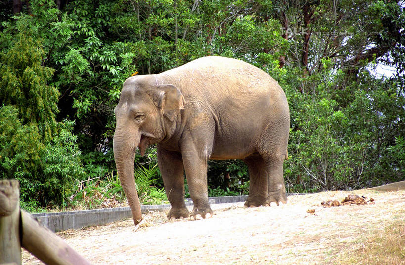 无人,站,横图,室外,白天,侧面,美景,树林,植物,哺乳动物,大象,野生动物,澳大利亚,阴影,枯萎,光线,影子,景观,枯草,注视,草,树,树木,一只,黄色,绿色,阳光,自然,动物,观察,看,站着,景色,生长,成长,观看,察看,关注,自然风光,大洋洲,悉尼,澳洲,南方大陆,首府,澳大利亚联邦,雪梨,新州,新南威尔士,新南威尔士州,象,站立,彩图,全身,悉尼野生动物园,shzwj1