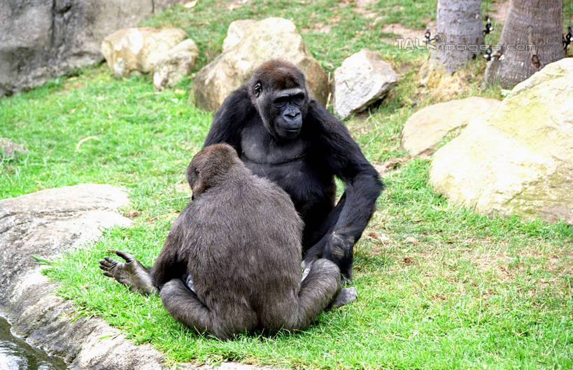 无人,坐,横图,俯视,室外,白天,草地,草坪,石头,美景,植物,哺乳动物,野生动物,猩猩,澳大利亚,阴影,光线,石子,影子,景观,注视,草,绿色,黑色,阳光,自然,动物,观察,看,两只,景色,观看,察看,关注,自然风光,大猩猩,大洋洲,悉尼,澳洲,南方大陆,首府,澳大利亚联邦,雪梨,新州,金刚猩猩,新南威尔士,新南威尔士州,石块,坐着,彩图,高角度拍摄,全身,悉尼野生动物园,shzwj1