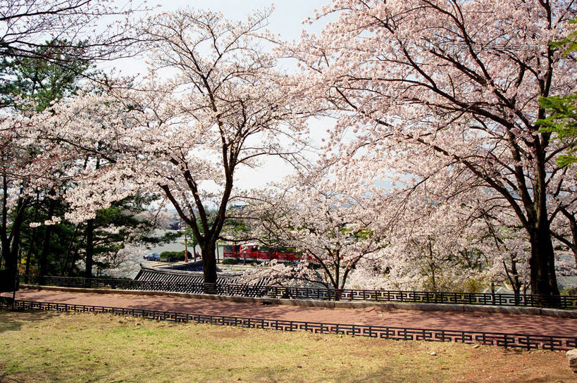 无人,寺庙,横图,室外,白天,仰视,旅游,度假,名胜古迹,植物,标志建筑,地标,建筑,庆州,韩国,亚洲,阴影,节日,遗迹,盛开,光线,影子,燃烧,花蕾,古迹,文化,文物,娱乐,建设,古建筑,花,花瓣,花朵,鲜花,树,树木,蓝色,绿色,蓝天,天空,阳光,自然,香火,庙宇,天,花苞,花蕊,祈祷,享受,休闲,健康,旅游胜地,放松,许愿,宗教,信仰,生长,晴朗,成长,纪念,祈求,古文明,东亚,佛国寺,万里无云,大韩民国,庆尚北道,庆州市,平安,晴空,晴空万里,彩图,低角度拍摄,庙,寺,道,shzwj1