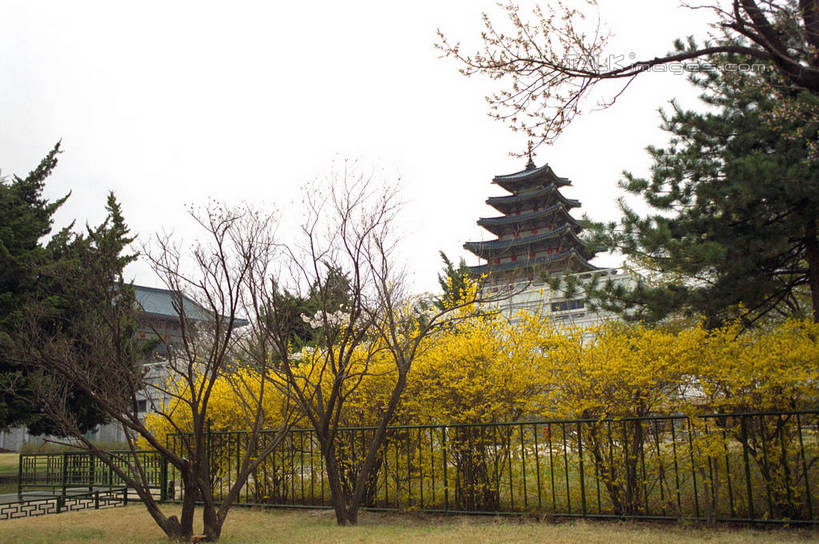 无人,博物馆,宫殿,栏杆,横图,室外,白天,仰视,旅游,度假,草地,草坪,植物,标志建筑,地标,建筑,景福宫,首尔,汉城,韩国,亚洲,阴影,研究,光线,影子,栅栏,篱笆,围栏,首都,教育,娱乐,建设,护栏,草,树,树木,蓝色,绿色,蓝天,天空,阳光,自然,天,享受,休闲,旅游胜地,放松,生长,晴朗,成长,展览,欣赏,陈列,东亚,国立民俗博物馆,万里无云,大韩民国,首尔市,首尔特别市,特别市,北阙,王宫,典藏,晴空,晴空万里,彩图,低角度拍摄,韩国国立民俗博物馆,shzwj1