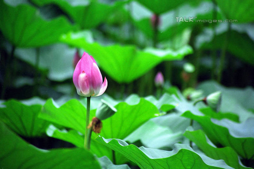 无人,横图,室外,特写,白天,正面,纯洁,美景,莲花,叶子,阴影,朦胧,模糊,盛开,光线,纹路,纹理,影子,景观,荷叶,花蕾,花,花瓣,花朵,鲜花,粉色,阳光,自然,花苞,花蕊,景色,富贵,神圣,自然风光,纯净,肌理,莲叶,六月花神,正直,鞭蕖,鞭蓉,芙蕖,菡萏,荷花,六月春,藕花,水旦,水芙蓉,水华,水芸,溪客,叶,叶片,彩图,shzwj1