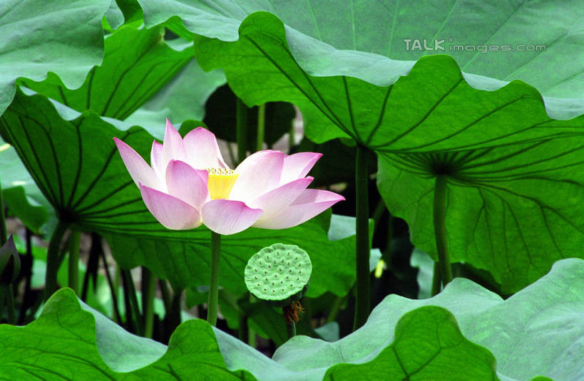 无人,横图,室外,特写,白天,正面,纯洁,美景,莲花,叶子,阴影,朦胧,模糊,盛开,光线,纹路,纹理,影子,景观,荷叶,花蕾,花,花瓣,花朵,鲜花,粉色,阳光,自然,花苞,花蕊,景色,富贵,神圣,自然风光,纯净,肌理,莲叶,六月花神,正直,鞭蕖,鞭蓉,芙蕖,菡萏,荷花,六月春,藕花,水旦,水芙蓉,水华,水芸,溪客,叶,叶片,彩图,shzwj1