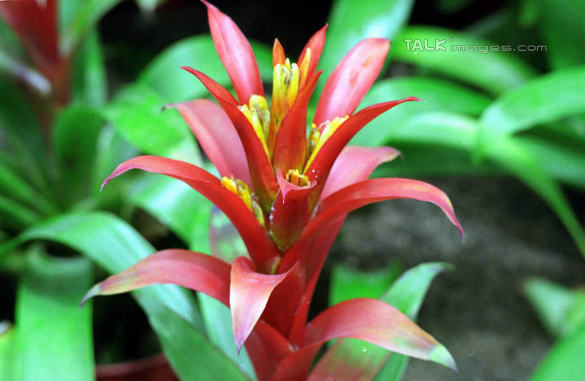 无人,横图,室外,特写,白天,正面,花海,花圃,美景,植物,叶子,阴影,朦胧,模糊,盛开,光线,影子,景观,花蕾,花,花瓣,花朵,花卉,鲜花,红色,绿色,阳光,自然,花丛,花束,花田,花苞,花蕊,景色,自然风光,彩图,shzwj1