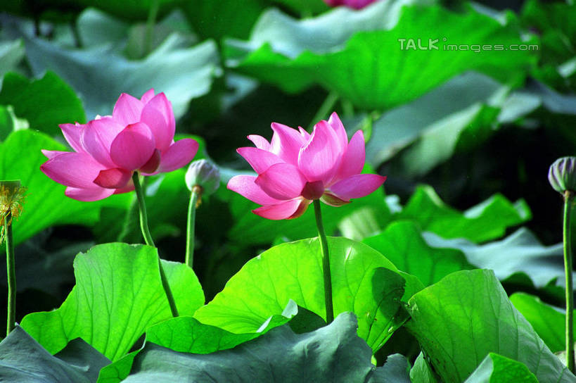 无人,横图,室外,特写,白天,正面,纯洁,美景,莲花,叶子,阴影,朦胧,模糊,盛开,光线,纹路,纹理,影子,景观,荷叶,花蕾,花,花瓣,花朵,鲜花,粉色,阳光,自然,花苞,花蕊,景色,富贵,神圣,自然风光,纯净,肌理,莲叶,六月花神,正直,鞭蕖,鞭蓉,芙蕖,菡萏,荷花,六月春,藕花,水旦,水芙蓉,水华,水芸,溪客,叶,叶片,彩图,shzwj1