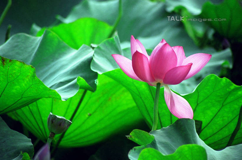 无人,横图,室外,特写,白天,正面,纯洁,美景,莲花,叶子,阴影,朦胧,模糊,盛开,光线,纹路,纹理,影子,景观,荷叶,花蕾,花,花瓣,花朵,鲜花,粉色,阳光,自然,花苞,花蕊,景色,富贵,神圣,自然风光,纯净,肌理,莲叶,六月花神,正直,鞭蕖,鞭蓉,芙蕖,菡萏,荷花,六月春,藕花,水旦,水芙蓉,水华,水芸,溪客,叶,叶片,彩图,shzwj1