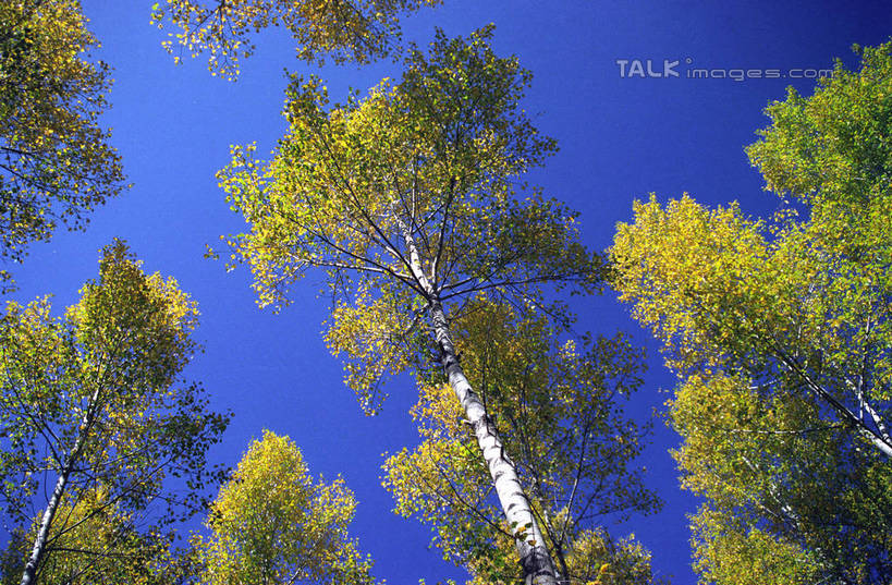 无人,横图,室外,白天,仰视,美景,森林,树林,植物,中国,亚洲,阴影,光线,影子,景观,树,树木,蓝色,绿色,蓝天,天空,阳光,自然,天,景色,白桦,生长,晴朗,成长,黑,自然风光,东亚,黑龙江,黑龙江省,万里无云,中华人民共和国,东北地区,晴空,晴空万里,桦树,桦皮树,桦木,彩图,低角度拍摄,shzwj1