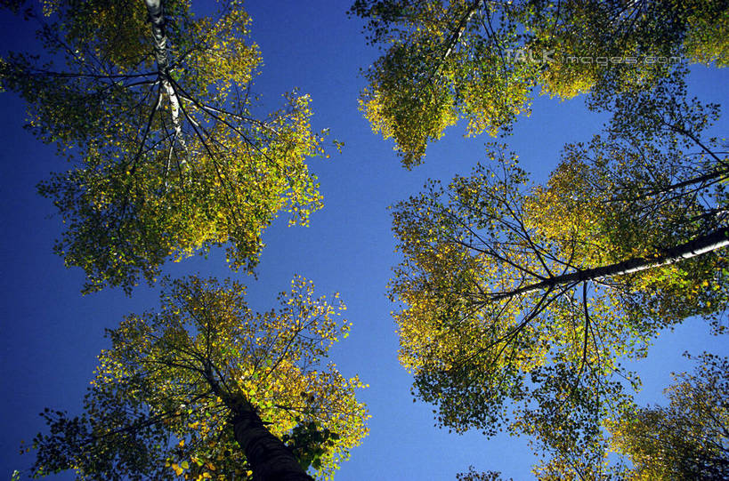 无人,横图,室外,白天,仰视,美景,森林,树林,植物,中国,亚洲,阴影,光线,影子,景观,树,树木,蓝色,绿色,蓝天,天空,阳光,自然,天,景色,白桦,生长,晴朗,成长,黑,自然风光,东亚,黑龙江,黑龙江省,万里无云,中华人民共和国,东北地区,晴空,晴空万里,桦树,桦皮树,桦木,彩图,低角度拍摄,shzwj1