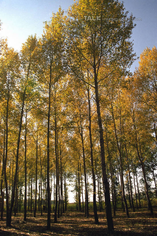 无人,竖图,室外,白天,仰视,旅游,度假,美景,森林,树林,植物,中国,亚洲,阴影,光线,影子,景观,娱乐,树,树木,蓝色,绿色,蓝天,天空,阳光,自然,天,享受,休闲,景色,放松,白桦,生长,晴朗,成长,黑,自然风光,东亚,黑龙江,黑龙江省,万里无云,中华人民共和国,东北地区,晴空,晴空万里,桦树,桦皮树,桦木,彩图,低角度拍摄,shzwj1