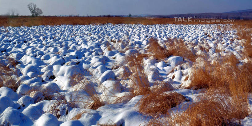 无人,横图,室外,白天,正面,旅游,度假,美景,雪,植物,大雪,中国,亚洲,阴影,枯萎,光线,影子,地平线,积雪,景观,雪景,冬季,冬天,辽阔,枯草,地面,娱乐,草,黄色,蓝色,蓝天,天空,阳光,自然,天,享受,休闲,广阔,景色,放松,寒冷,晴朗,一望无际,黑,自然风光,延伸,东亚,北大荒,黑龙江,黑龙江省,三江平原,万里无云,中华人民共和国,天地相交,严寒,东北地区,无边无际,一马平川,晴空,晴空万里,彩图,北大仓,shzwj1
