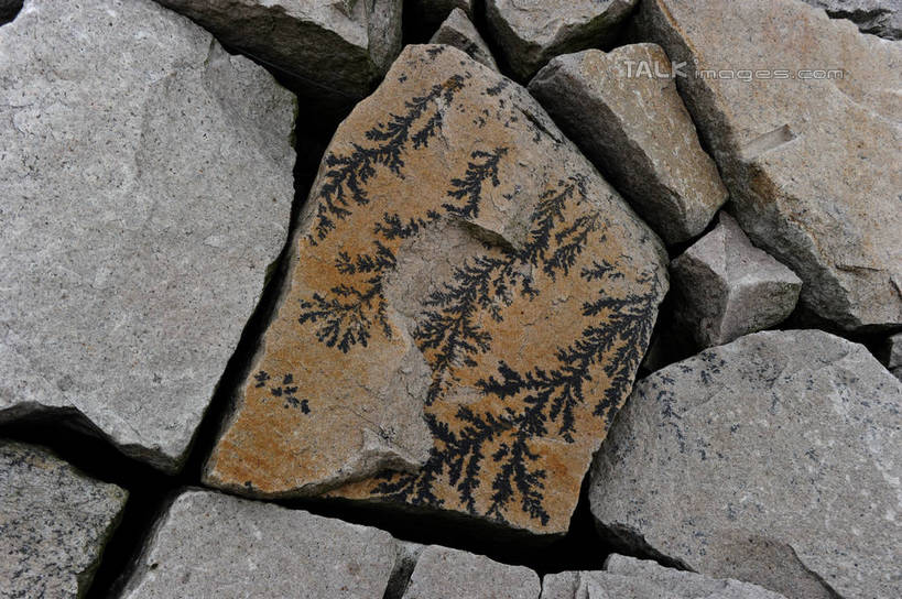 无人,横图,俯视,室外,特写,白天,石头,植物,许多,阴影,遗迹,光线,纹路,化石,石子,纹理,影子,很多,绿色,阳光,自然,生长,成长,肌理,遗体,古生物,石块,岩石,彩图,高角度拍摄,shzxz1