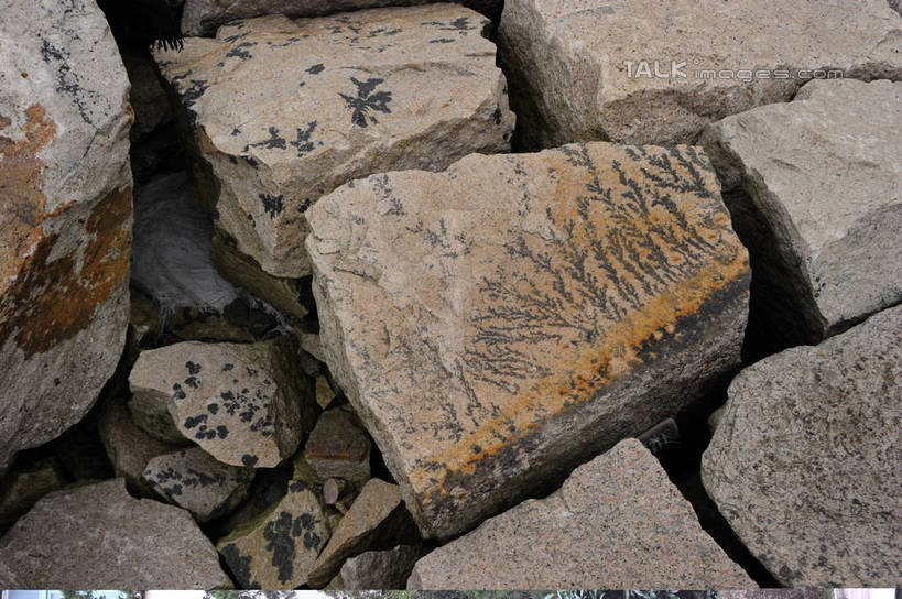 无人,横图,俯视,室外,特写,白天,石头,植物,许多,阴影,遗迹,光线,纹路,化石,石子,纹理,影子,很多,绿色,阳光,自然,生长,成长,肌理,遗体,古生物,石块,岩石,彩图,高角度拍摄,shzxz1