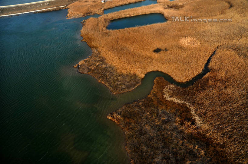 无人,横图,俯视,航拍,室外,白天,旅游,度假,花海,花圃,河流,美景,水,植物,芦苇,叶子,上海,中国,亚洲,盛开,河水,景观,水流,花蕾,娱乐,花,花瓣,花朵,花卉,鲜花,黄色,绿色,自然,花丛,花束,花田,沙洲,花苞,花蕊,享受,休闲,景色,放松,申,鸟瞰,自然风光,青草沙,东亚,上海市,长兴岛,中华人民共和国,沪,华东地区,崇明县,芦芛,芦,芦花,苇,彩图,高角度拍摄,冲积沙洲,崇明,固定沙,shzxz1