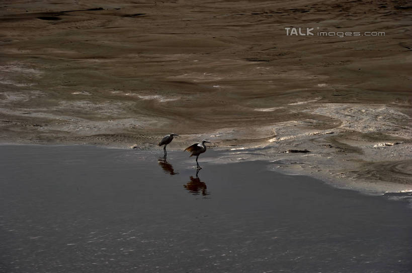 无人,站,横图,俯视,室外,白天,旅游,度假,草地,草坪,河流,美景,日落,沙滩,水,植物,鸟,上海,中国,亚洲,鸟类,沙子,河岸,河水,河滩,景观,水流,晚霞,霞光,落日,沙地,注视,娱乐,草,绿色,自然,黄昏,沙洲,观察,看,站着,两只,享受,休闲,景色,彩霞,放松,观看,申,察看,关注,自然风光,青草沙,东亚,上海市,长兴岛,中华人民共和国,沪,华东地区,崇明县,夕照,薄暮,夕阳,站立,彩图,高角度拍摄,全身,傍晚,冲积沙洲,崇明,固定沙,斜阳,shzxz1