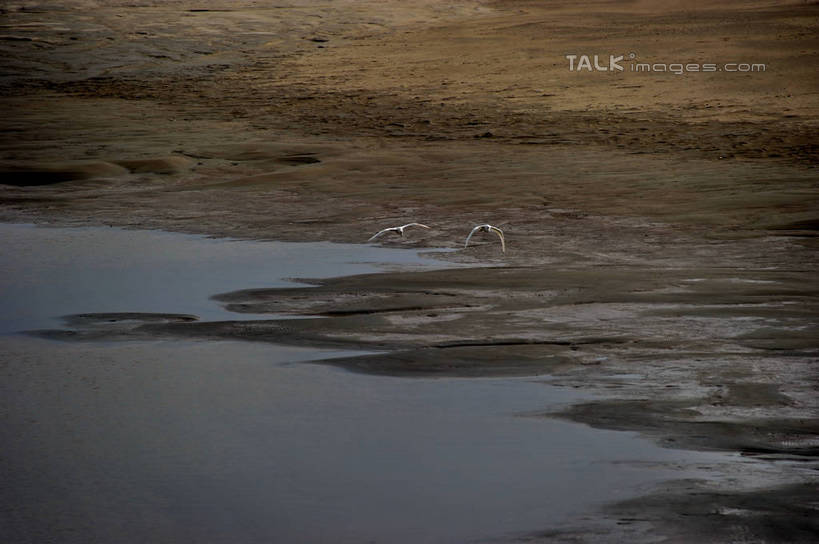 无人,站,横图,俯视,室外,白天,旅游,度假,草地,草坪,河流,美景,日落,沙滩,水,植物,鸟,上海,中国,亚洲,鸟类,沙子,河岸,河水,河滩,景观,水流,晚霞,霞光,落日,沙地,注视,娱乐,草,绿色,自然,黄昏,沙洲,观察,看,站着,两只,享受,休闲,景色,彩霞,放松,观看,申,察看,关注,自然风光,青草沙,东亚,上海市,长兴岛,中华人民共和国,沪,华东地区,崇明县,夕照,薄暮,夕阳,站立,彩图,高角度拍摄,全身,傍晚,冲积沙洲,崇明,固定沙,斜阳,shzxz1
