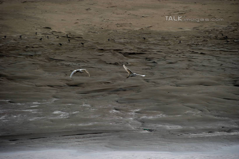 无人,横图,俯视,室外,白天,旅游,度假,草地,草坪,河流,美景,日落,沙滩,水,植物,鸟,上海,中国,亚洲,飞翔,伸展,张开,展翅,飞行,翅膀,鸟类,沙子,河岸,河水,河滩,景观,水流,晚霞,霞光,落日,沙地,翱翔,注视,娱乐,飞,草,绿色,自然,黄昏,沙洲,观察,看,两只,享受,休闲,景色,彩霞,放松,观看,申,察看,关注,自然风光,青草沙,东亚,张开翅膀,上海市,长兴岛,中华人民共和国,沪,华东地区,崇明县,夕照,薄暮,展开翅膀,夕阳,彩图,高角度拍摄,全身,傍晚,冲积沙洲,崇明,固定沙,斜阳,shzxz1