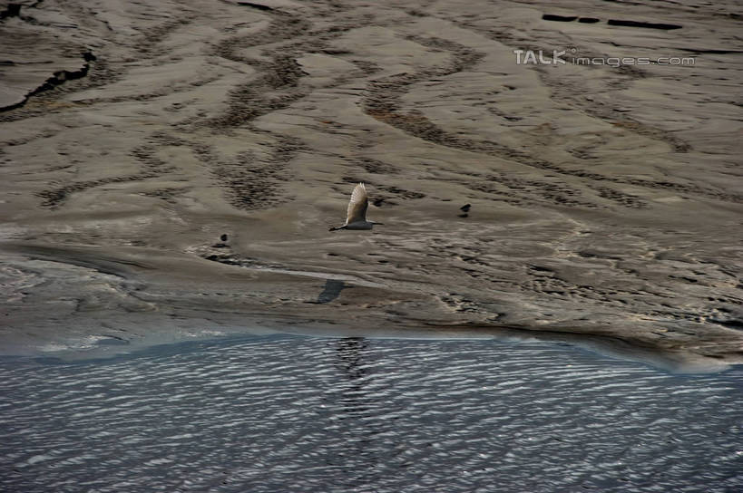 无人,横图,俯视,室外,白天,旅游,度假,草地,草坪,河流,美景,日落,沙滩,水,植物,鸟,上海,中国,亚洲,飞翔,伸展,张开,展翅,飞行,翅膀,鸟类,沙子,河岸,河水,河滩,景观,水流,晚霞,霞光,落日,沙地,翱翔,注视,娱乐,飞,草,绿色,自然,黄昏,沙洲,观察,看,两只,享受,休闲,景色,彩霞,放松,观看,申,察看,关注,自然风光,青草沙,东亚,张开翅膀,上海市,长兴岛,中华人民共和国,沪,华东地区,崇明县,夕照,薄暮,展开翅膀,夕阳,彩图,高角度拍摄,全身,傍晚,冲积沙洲,崇明,固定沙,斜阳,shzxz1