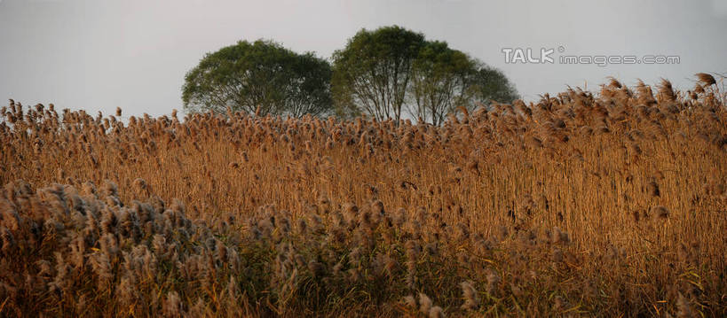 无人,农田,横图,室外,白天,正面,旅游,度假,农业,庄稼,农作物,美景,植物,上海,中国,亚洲,阴影,丰收,光线,影子,稻田,景观,云,云朵,云彩,娱乐,树,树木,蓝色,绿色,白云,蓝天,天空,阳光,自然,沙洲,天,享受,休闲,景色,放松,生长,收获,晴朗,成长,申,自然风光,青草沙,东亚,上海市,长兴岛,中华人民共和国,沪,华东地区,崇明县,晴空,彩图,耕地,庄稼田,冲积沙洲,崇明,固定沙,shzxz1