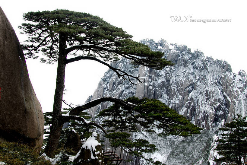 无人,横图,室外,白天,仰视,旅游,度假,黄山,石头,美景,山,山脉,植物,松树,叶子,中国,亚洲,阴影,光线,石子,影子,景观,山峰,绿叶,枝条,山峦,娱乐,树,树木,树枝,蓝色,绿色,蓝天,天空,阳光,自然,群山,天,享受,休闲,嫩叶,景色,放松,生长,晴朗,成长,生机,自然风光,坚定,迎客松,东亚,安徽,安徽省,黄山市,万里无云,中华人民共和国,华东地区,长寿,皖,贞洁,虬枝,枝杈,黄山奇松,黄山松,黟山,叶,叶片,石块,晴空,晴空万里,彩图,低角度拍摄,世界地质公园,天下第一奇山,shzxz1