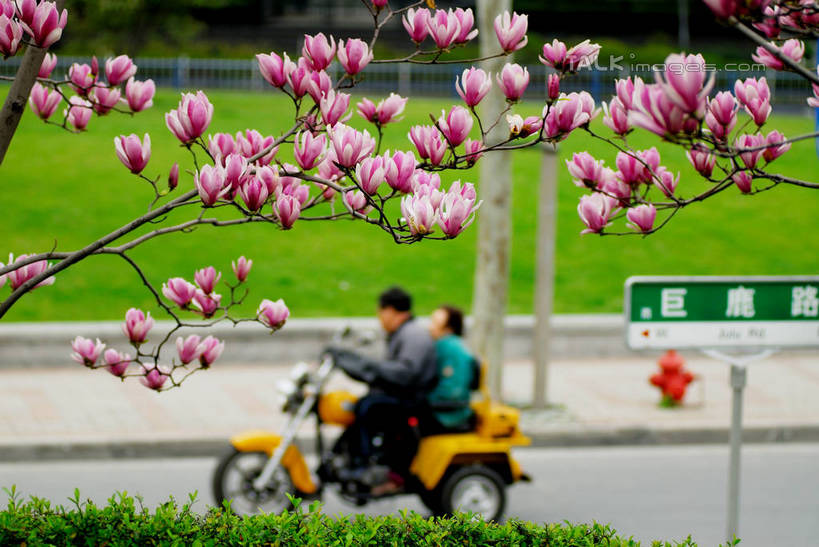 东方人,两个人,坐,横图,室外,白天,侧面,爱情,度假,安全,草地,草坪,美景,植物,城市风光,城市,道路,路,指示牌,公路,摩托车,消防栓,上海,中国,亚洲,一辆,服装,朦胧,模糊,盛开,标志,路标,文字,字符,景观,枝条,交通,浪漫,花蕾,注视,休闲装,黄种人,娱乐,标识,路牌,车,草,花,花瓣,花朵,鲜花,树,树木,树枝,衣服,绿色,自然,交通工具,花苞,花蕊,观察,驾驶,看,行驶,享受,休闲,温暖,温馨,休闲服,汉字,景色,恩爱,放松,恋人,服饰,生长,成长,观看,消防,操纵,申,和睦,控制,察看,关注,中文,载具,灭火,巨鹿路,卢湾区,东亚,操控,上海市,中华人民共和国,沪,华东地区,把持,国文,华文,消防器材,虬枝,枝杈,男人,男性,年轻男性,年轻女性,女人,女性,亚洲人,情侣,马路,坐着,彩图,全身,伴侣,融洽,shzxz1