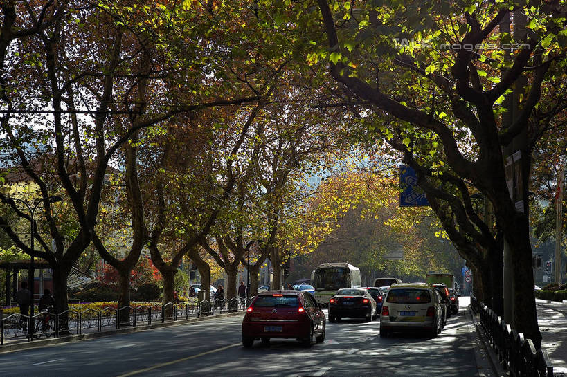 无人,横图,室外,白天,正面,度假,美景,植物,城市风光,城市,道路,路,公路,汽车,上海,中国,亚洲,阴影,光线,影子,景观,分界线,停车线,交通,娱乐,车,树,树木,绿色,阳光,自然,交通工具,轿车,享受,休闲,景色,放松,生长,成长,车行道,车行道分界线,申,载具,标线,东亚,车行线,徐汇区,上海市,衡山路,中华人民共和国,沪,华东地区,马路,彩图,shzxz1