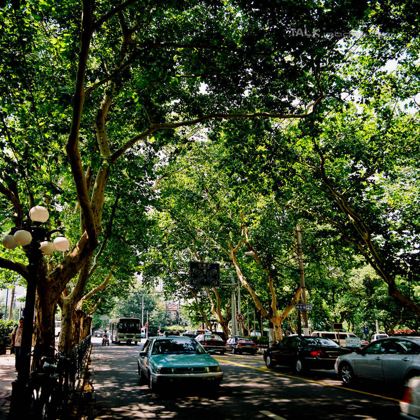 无人,方图,室外,白天,正面,度假,美景,植物,城市风光,城市,道路,路,公路,汽车,上海,中国,亚洲,阴影,光线,影子,景观,分界线,停车线,交通,娱乐,车,树,树木,绿色,阳光,自然,交通工具,轿车,享受,休闲,景色,放松,生长,成长,车行道,车行道分界线,申,载具,标线,东亚,车行线,徐汇区,上海市,衡山路,中华人民共和国,沪,华东地区,马路,彩图,shzxz1