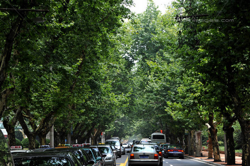 无人,横图,室外,白天,正面,度假,美景,植物,城市风光,城市,道路,路,公路,汽车,上海,中国,亚洲,阴影,光线,影子,景观,分界线,停车线,交通,娱乐,车,树,树木,绿色,阳光,自然,交通工具,轿车,享受,休闲,景色,放松,生长,成长,车行道,车行道分界线,申,载具,标线,东亚,车行线,徐汇区,上海市,衡山路,中华人民共和国,沪,华东地区,马路,彩图,shzxz1