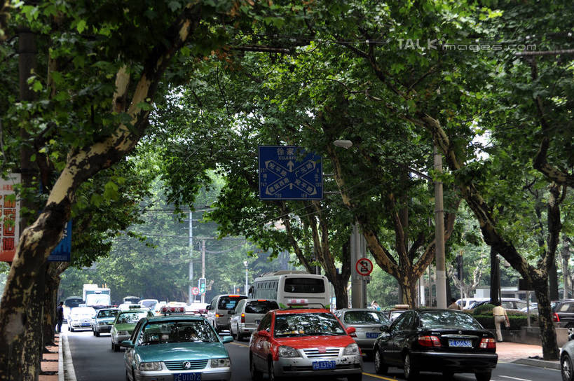 无人,横图,室外,白天,正面,度假,美景,植物,城市风光,城市,道路,路,公路,汽车,上海,中国,亚洲,阴影,光线,影子,景观,分界线,停车线,交通,娱乐,车,树,树木,绿色,阳光,自然,交通工具,轿车,享受,休闲,景色,放松,生长,成长,车行道,车行道分界线,申,载具,标线,东亚,车行线,徐汇区,上海市,衡山路,中华人民共和国,沪,华东地区,马路,彩图,shzxz1
