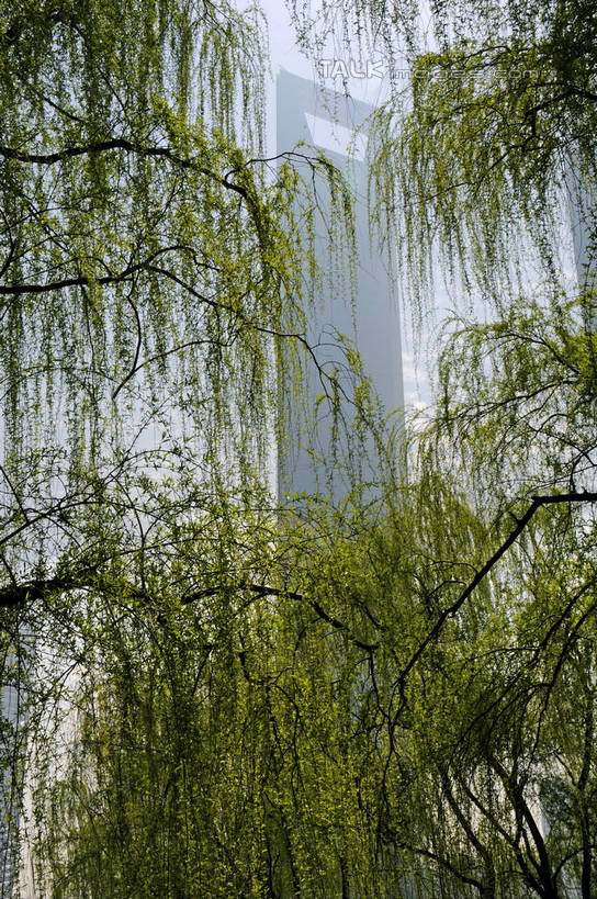 无人,高楼大厦,竖图,室外,白天,仰视,度假,美景,植物,城市风光,标志建筑,城市,大厦,地标,建筑,摩天大楼,柳树,上海,中国,亚洲,景观,娱乐,建设,浦东,垂柳,树,树木,绿色,自然,享受,休闲,景色,放松,环球金融中心,生长,成长,申,柏悦酒店,金融中心,陆家嘴,陆家嘴金融贸易区,浦东新区,上海环球金融中心,东亚,上海市,中华人民共和国,沪,华东地区,倒挂柳,环球金融中心大厦,垂枝柳,彩图,低角度拍摄,大楼,高层建筑,高楼,摩天楼,shzxz1
