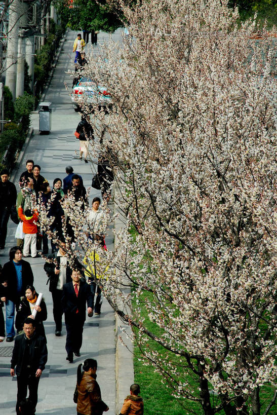 东方人,走,竖图,俯视,室外,白天,度假,草地,草坪,美景,植物,城市风光,城市,道路,路,公路,上海,中国,亚洲,行人,游客,游人,服装,盛开,景观,交通,许多人,花蕾,注视,休闲装,黄种人,娱乐,路人,旅客,草,花,花瓣,花朵,鲜花,树,树木,南京西路,衣服,绿色,自然,花苞,花蕊,观察,看,一群人,享受,休闲,休闲服,景色,放松,服饰,生长,成长,观看,静安寺,申,察看,关注,东亚,静安区,上海市,中华人民共和国,沪,华东地区,过客,男人,男性,年轻男性,年轻女性,女人,女性,中年男性,中年女性,亚洲人,马路,步行,散步,走路,半身,彩图,高角度拍摄,静安古寺,shzxz1